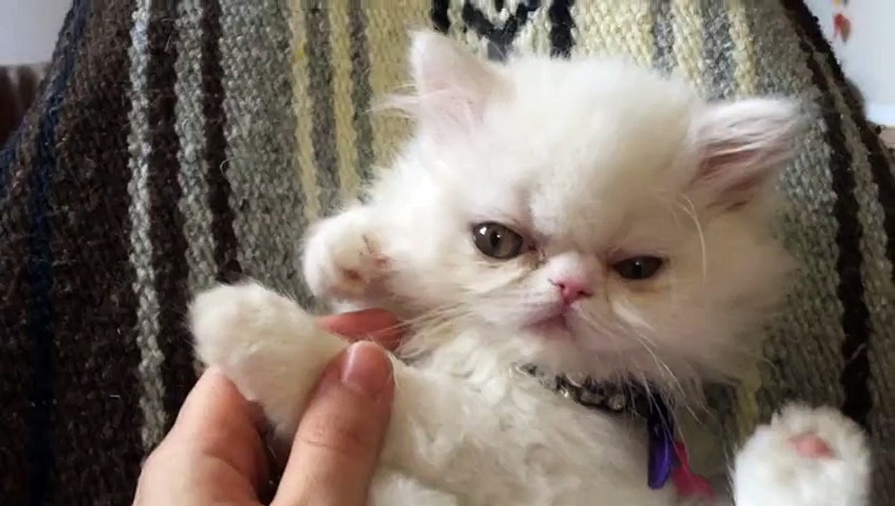 Un chaton joue avec un perroquet