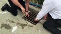 Rescue ducklings fell into a sewer
