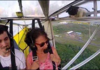 Stowaway Cat Stuns Pilot in Mid-Air