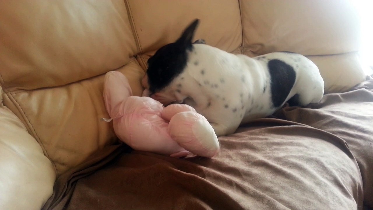 Jerry le bouledogue destructeur