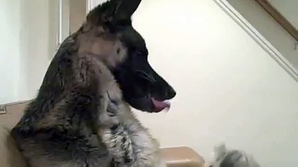 Morkie Playing with Snarling German Shepherd