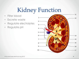 Acute Renal Failure - USMLE Step 2 Review