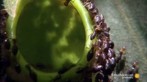 La sarracénie, une plante carnivore mange 6000 insectes par heure