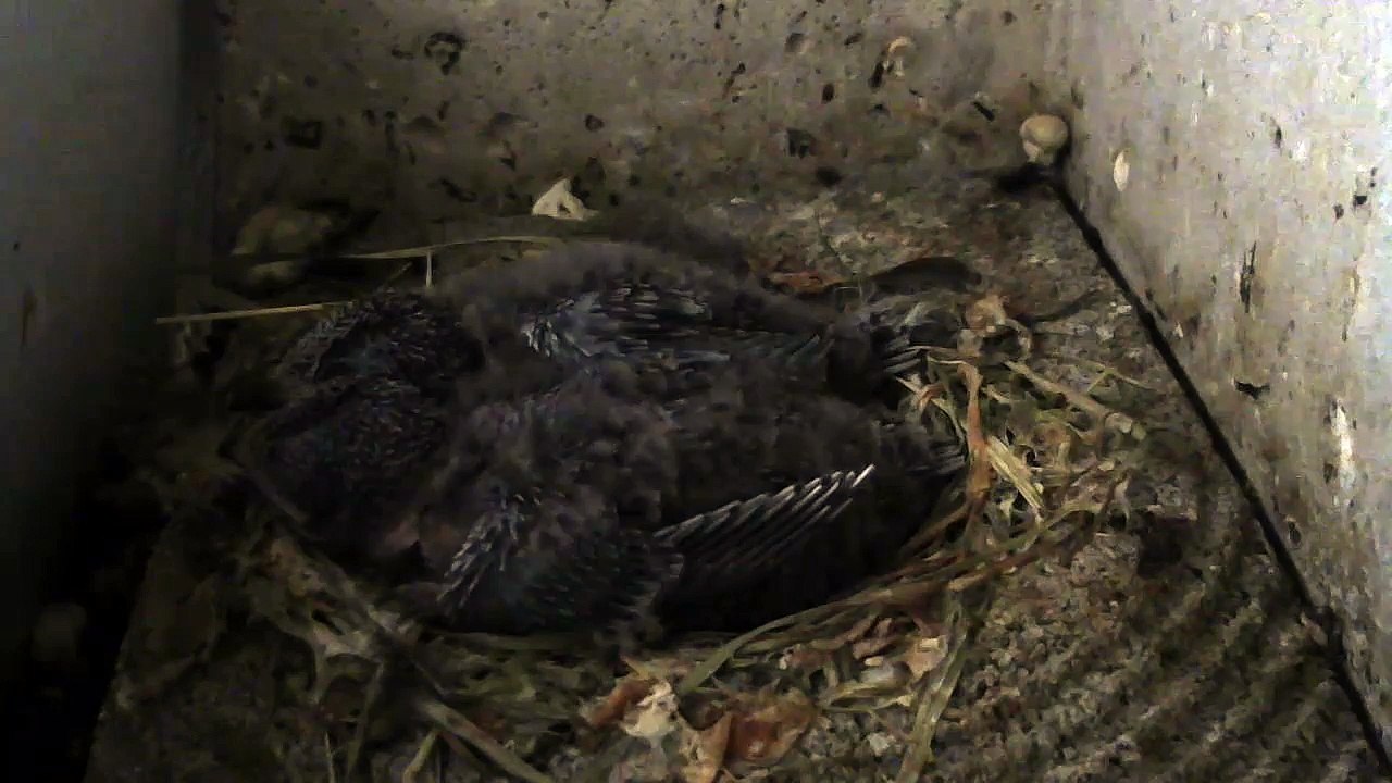 22.6.-19:24-0:21 Mauersegler - Kamera im Nistkasten - 2 Junge (REPLAY)