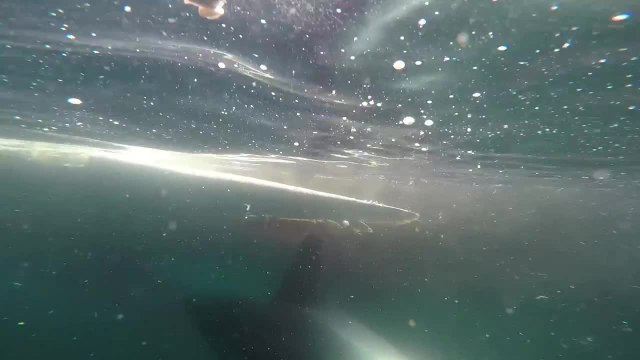 Great White shark circles boat and feeds on whale