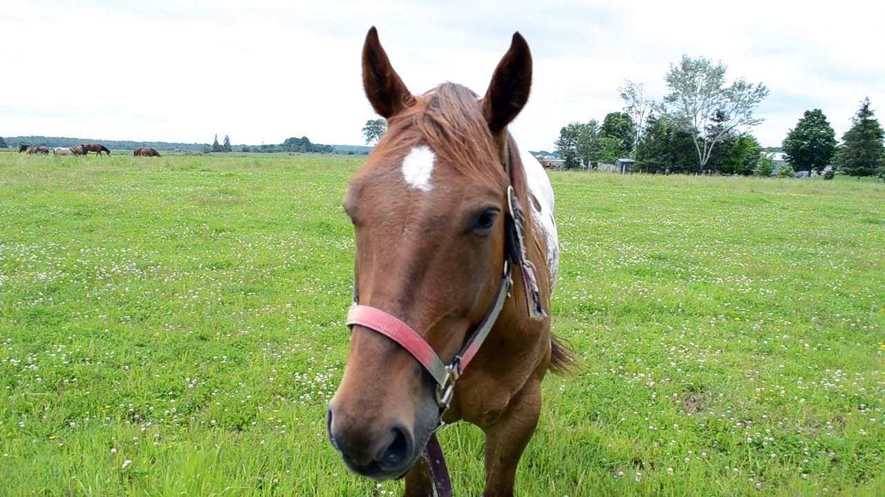 appaloosa