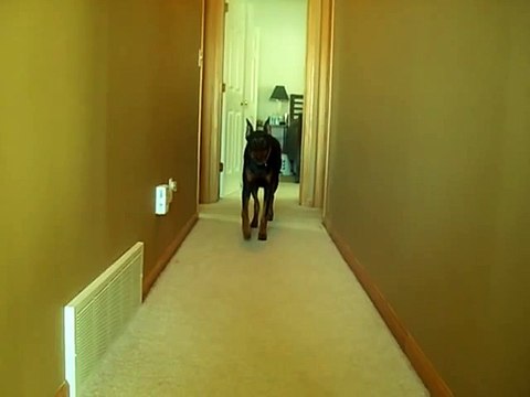 Attaque terrifiante d'un Doberman... Ou pas!!!