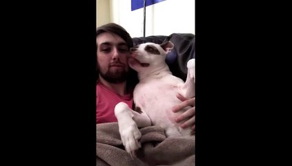 Un chien met un grand coup de langue à son maitre