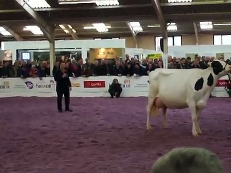 Judging of Champions at the National Holstein Show 2009