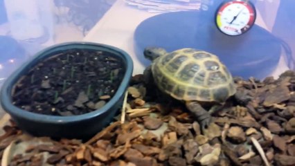 My first cheap and easy Russian tortoise indoor enclosure