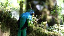 Resplendent Quetzal nesting
