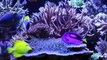 Checking out Mike's SPS Reef Tank