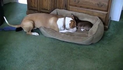 Chihuahua vs Pitbull fighting for bone