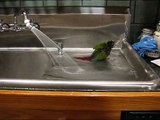Rockin' Ron Sedaille's Green Cheek Conure Poppy Takes a Bath!