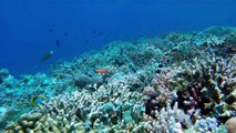 Tubbataha Reef Diving via Expedition Fleet Oceanic Explorer [GoPro HD]