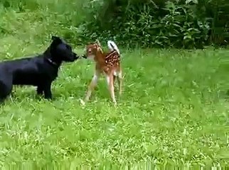 Baby Deer and Dog Playing (Love Is In The Air)