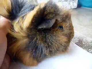 awsome guinea pigs