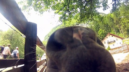 Funny horse tries to eat GoPro Hero !! Lovely Austria