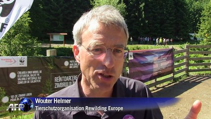 Zurück in die Wildnis: Europäische Bisons in den Karpaten