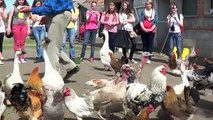 Gęsi kaczki kury indory - Świat zwierząt Witoldzin 17