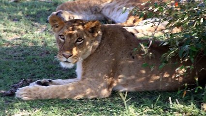 Pride of 19 lions - The Lion King - BTTW#13