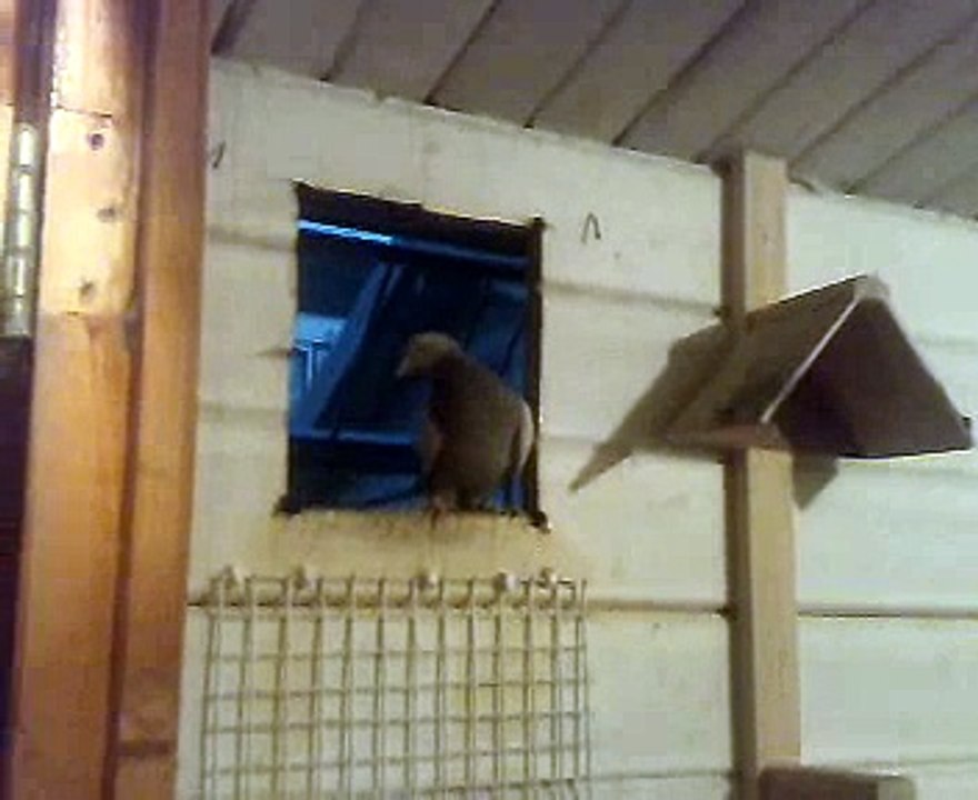 takla kus mardin guvercin erol holland