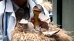 Baby Raptor Hatching at Jurassic Park, Islands of Adventure, Universal Studios, Orlando Florida