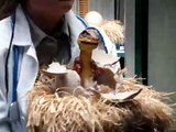 Baby Raptor Hatching at Jurassic Park, Islands of Adventure, Universal Studios, Orlando Florida