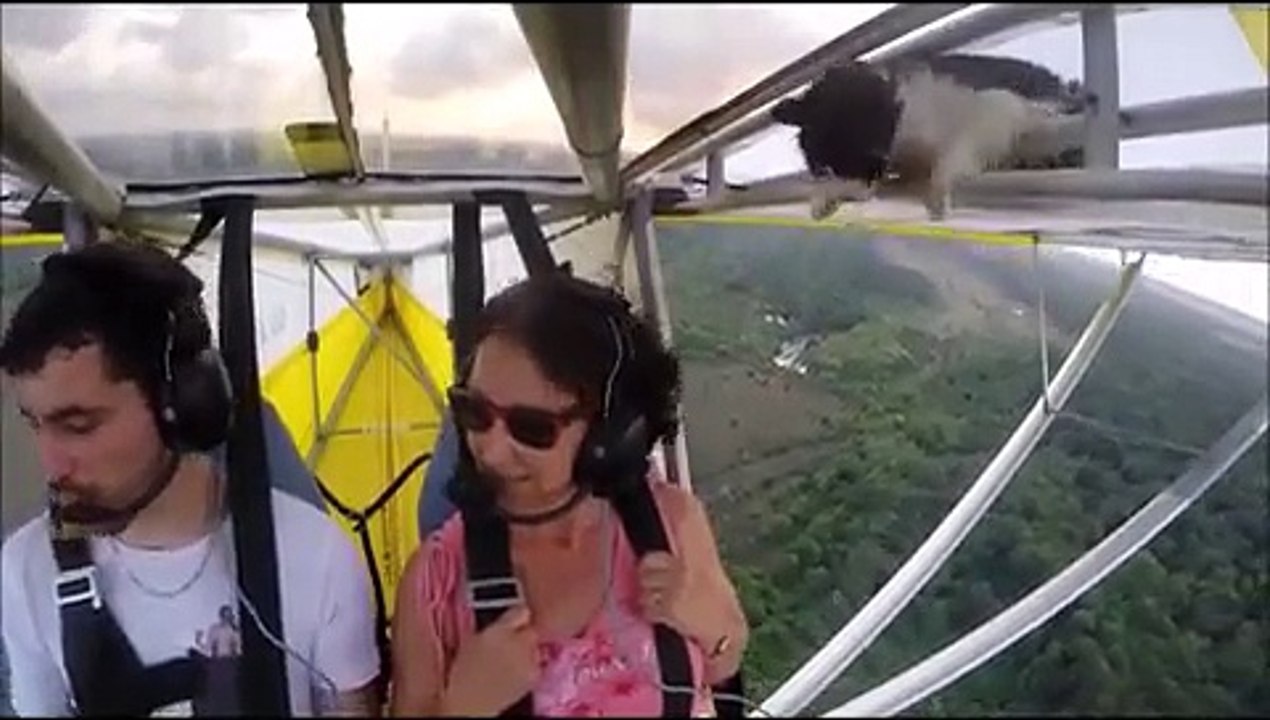 Remove cat before flight -