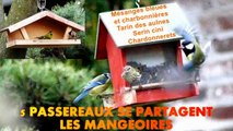 Tarin des aulnes, serin cini, mésanges, chardonnerets aux mangeoires