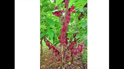 David Wolfe   Passion for CHOCOLATE   RAW CACAO   TED   Lecture, Talk Health Food)