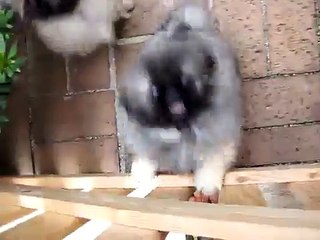 i tre mesi di Licia Lavinia e Lucrezia.. pekingese puppy