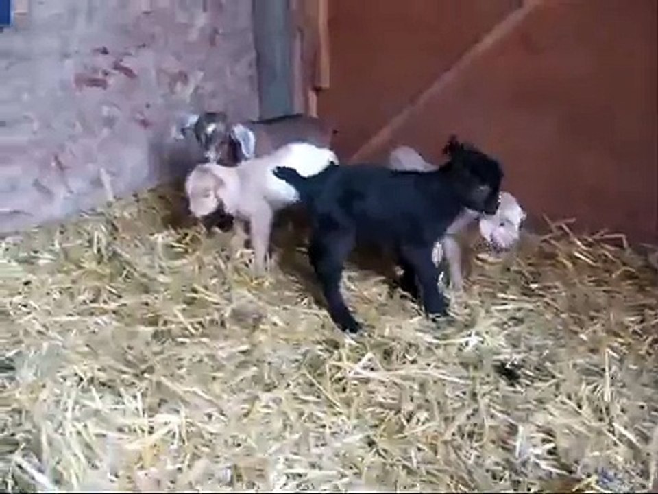 Five Baby Goats