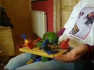 Hahns Macaw playing happily on girls lap