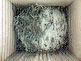 Blue Tit - "Re-building her nest: Video 2" NestCam08 NestBox