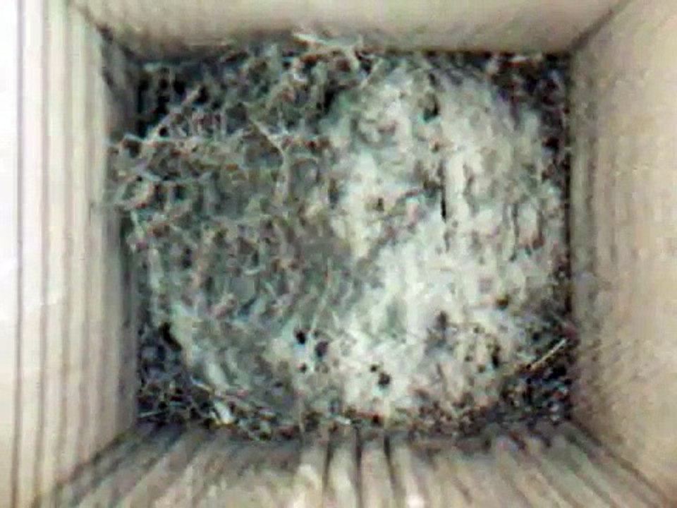 Blue Tit - "Re-building her nest: Video 2" NestCam08 NestBox