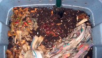 How to feed your composting worms
