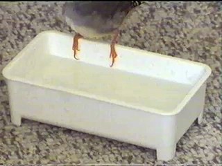 Zebra finch having  a bath