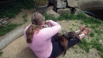 Lizzie with Asian short-clawed otters, Buckfast Otter Sanctuary