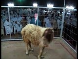 مزاد رأس الخيمة الحادي عشر rak livestock auction 2-(11) 1\04\2011