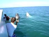 Baleia Jubarte - Abrolhos - Bahia