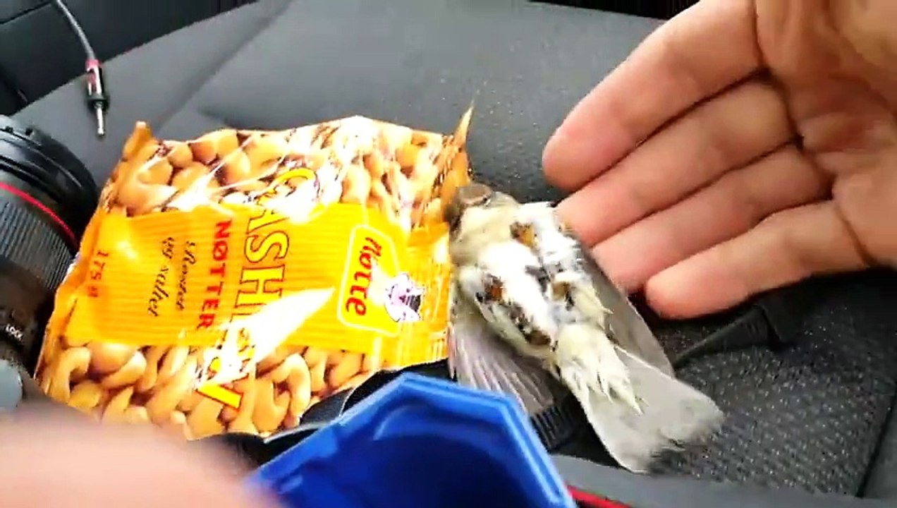 Un oiseau coincé sur le toit d'une voiture