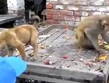 Monkey vs Dog                               Monkey throws dog down