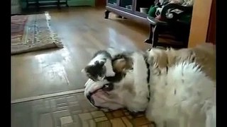 115 Best Funny Animal Videos Compilation 2013