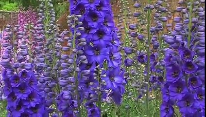 English Gardens in South - East England no.1  2011.