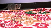 The Kitten Army Is Real, and It's Really Adorable - Kitten Love