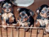 Yorkie Puppies With Their Mother - Puppy Training