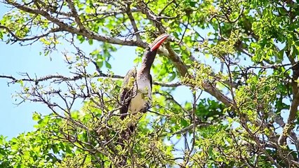 Crowned Hornbill calling at Skukuza restcamp