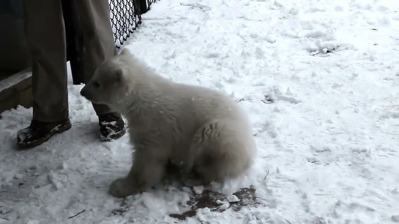 Baby Polar Bear Attack