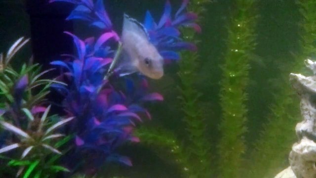 Blue Socolofi or Powder Blue African Cichlid?